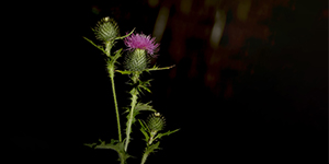 Thistle