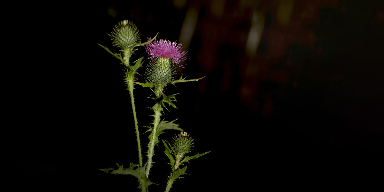 Thistle